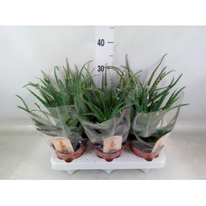Aloe arborescens