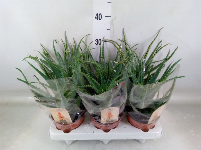 <h4>Aloe arborescens</h4>