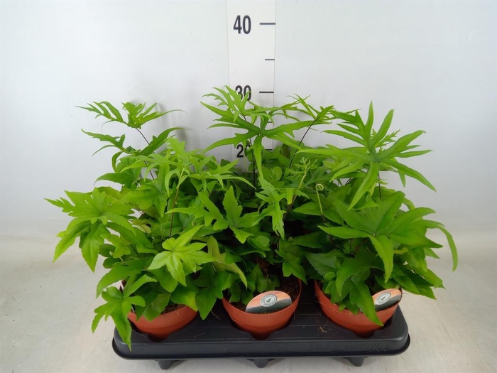 <h4>Doryopteris pedata</h4>