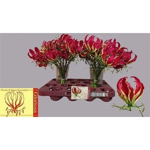 Gloriosa Rothschildiana