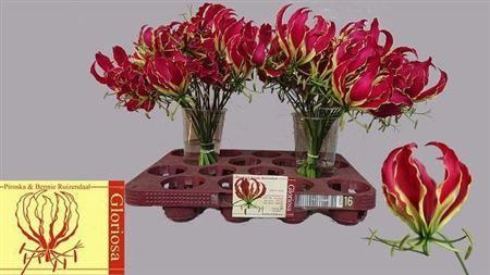 <h4>Gloriosa Rothschildiana</h4>
