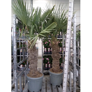 Trachycarpus fortunei