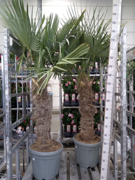 <h4>Trachycarpus fortunei</h4>