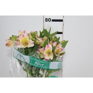 ALSTROEMERIA ALICE 080 CM