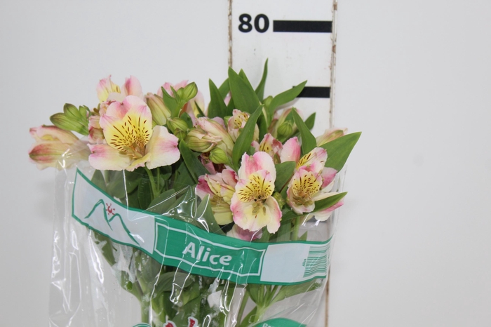 <h4>ALSTROEMERIA ALICE 080 CM</h4>