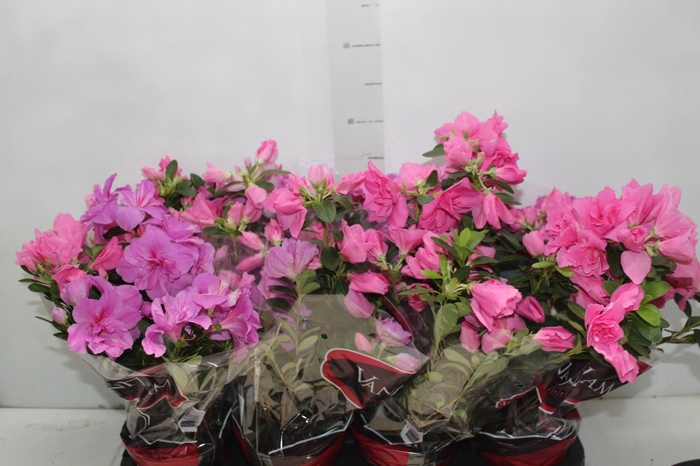 <h4>AZALEIA P14</h4>