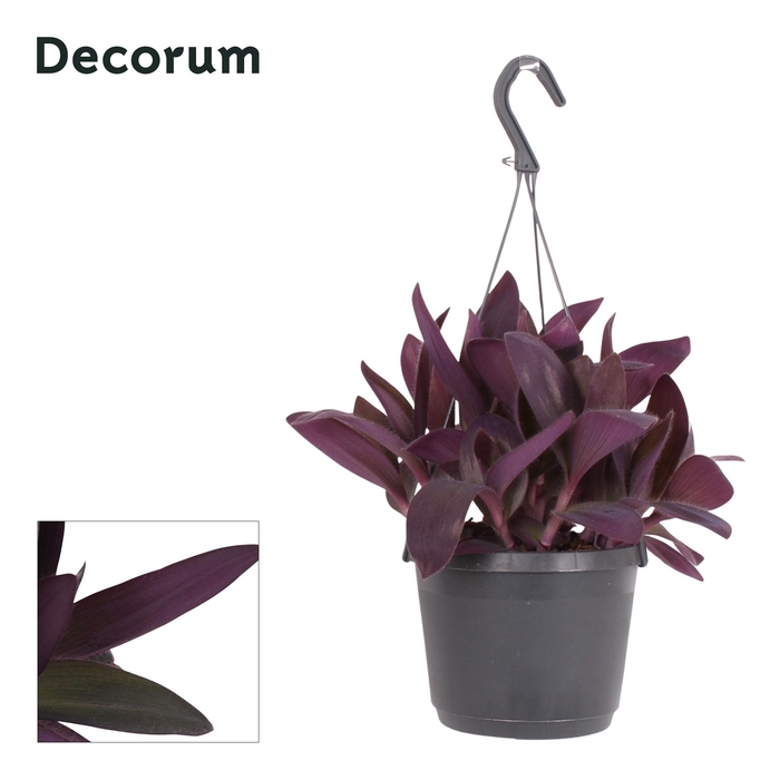 <h4>Tradescantia Purple Heart</h4>