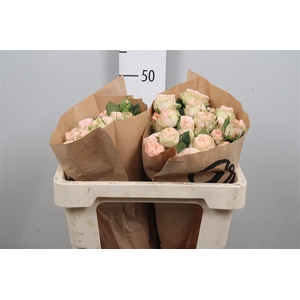 R Tr Gentle Trendsetter