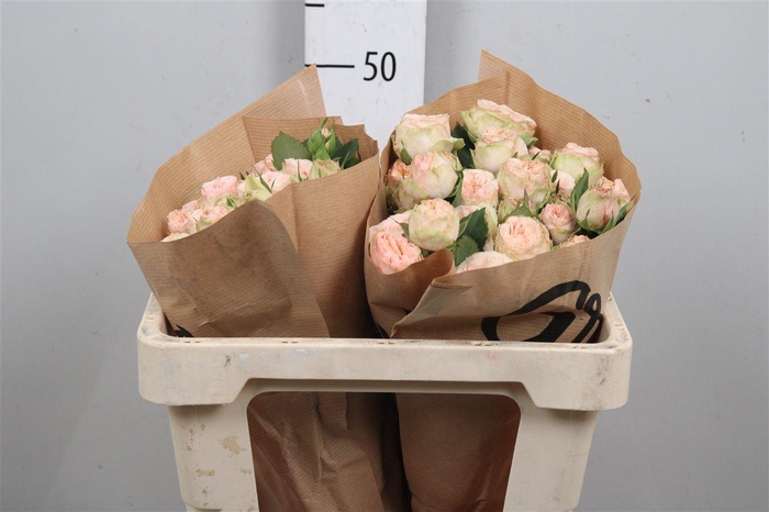 <h4>R Tr Gentle Trendsetter</h4>