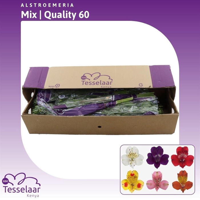 <h4>Alstroemeria Mix | Quality 60</h4>