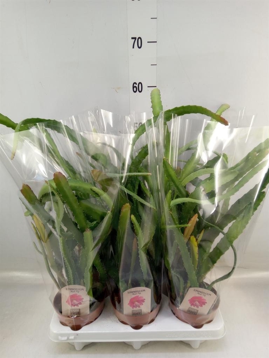 <h4>Epiphyllum   ...</h4>