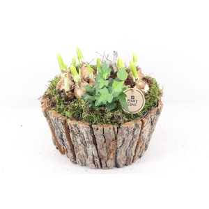 arr4 Narcis PL  - Boomschors rond XL