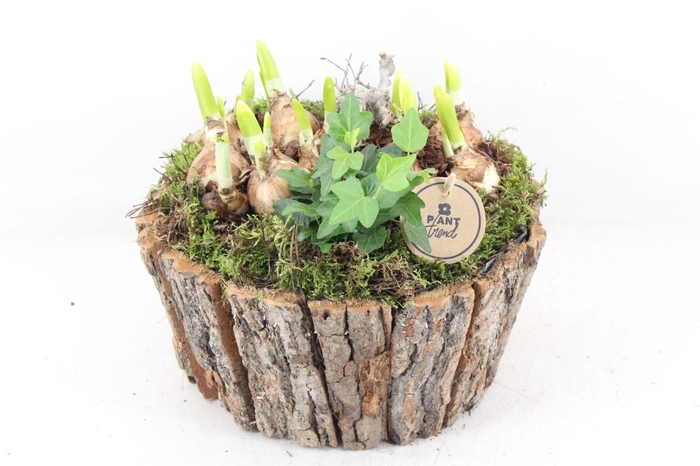 <h4>arr4 Narcis PL  - Boomschors rond XL</h4>