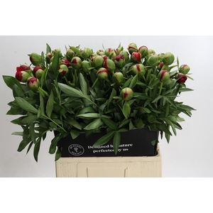 Paeonia Diana Parks