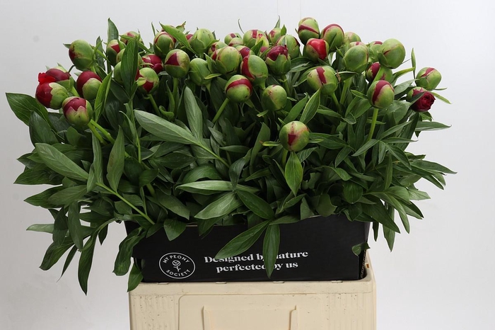 Paeonia Diana Parks