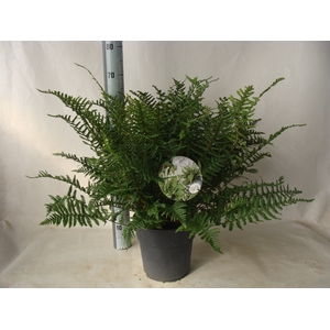 Asplenium   ...