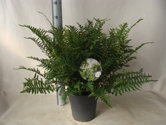 <h4>Asplenium   ...</h4>