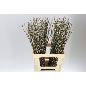 Salix Snow Flake