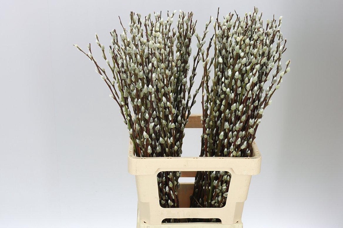 <h4>Salix Snow Flake</h4>