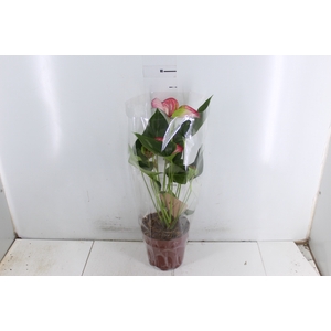 ANTHURIUM LIVIUM RED P17 BICOLOR