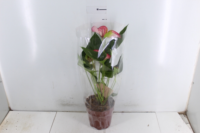 ANTHURIUM LIVIUM RED P17 BICOLOR