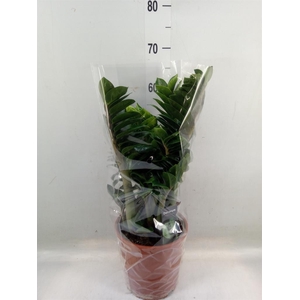 Zamioculcas zamiifolia 'Zenzi'