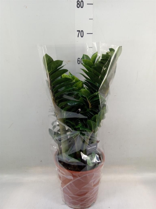 <h4>Zamioculcas zamiifolia 'Zenzi'</h4>