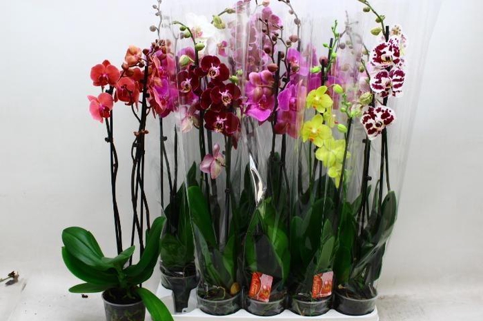 <h4>PHAL GEM 7 KL</h4>