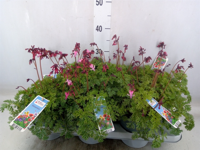 <h4>Dicentra   ...</h4>