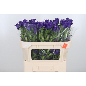 Campanula Cham Blue