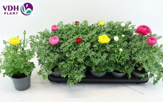 <h4>RANUN SPRINK GEM</h4>