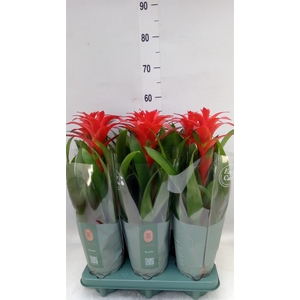 Guzmania  'Calypso'