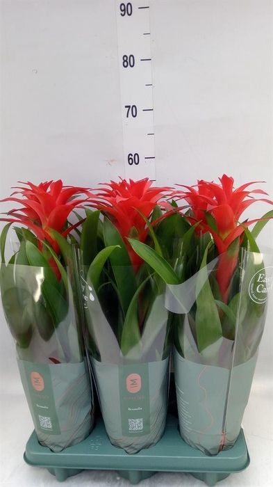 <h4>Guzmania  'Calypso'</h4>