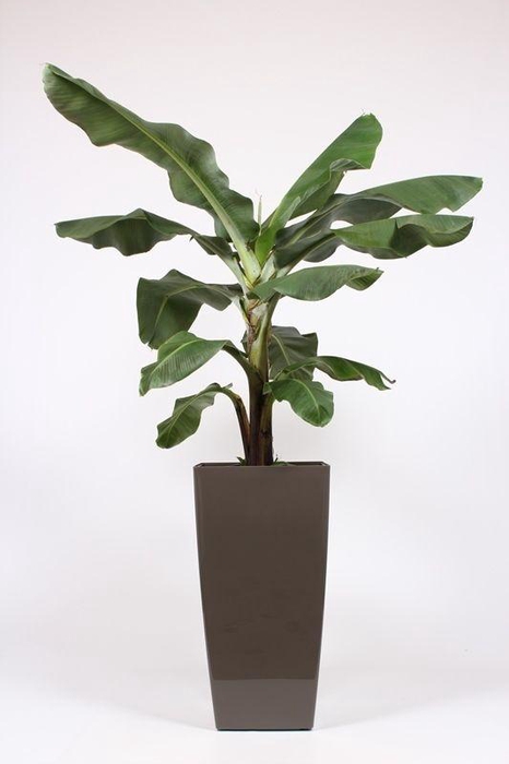 <h4>Musa in Piza pot "taupe"</h4>