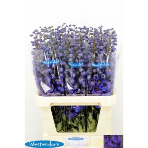 DELPH DU KI FL BLUE