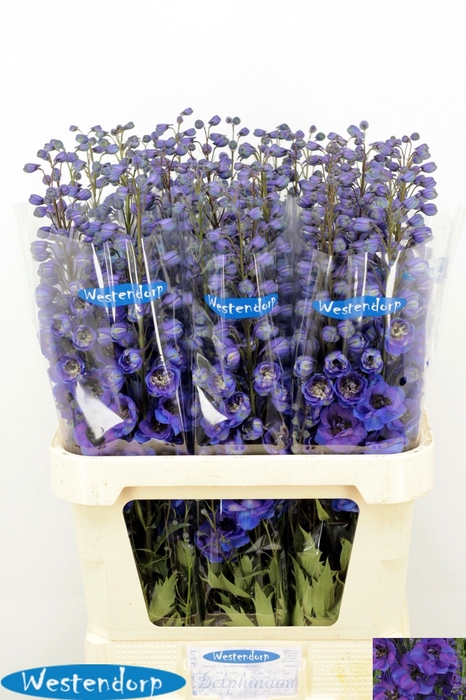 <h4>DELPH DU KI FL BLUE</h4>