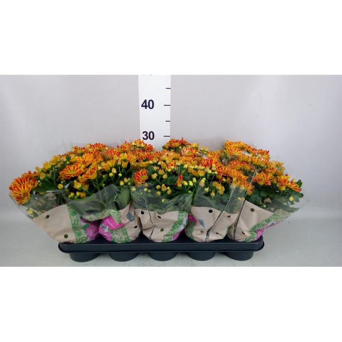 <h4>Chrysanthemum  'Artistic Armin'</h4>