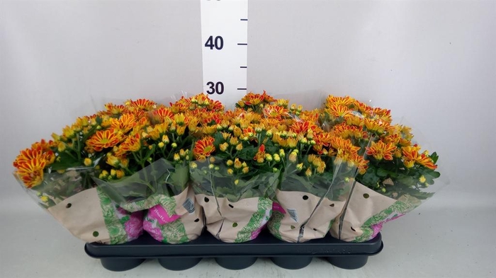 Chrysanthemum  'Artistic Armin'