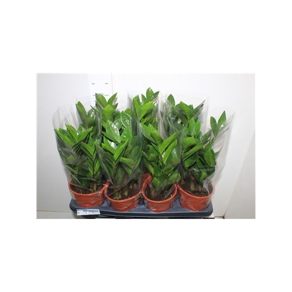 <h4>Zamio Zamiifolia 5+</h4>