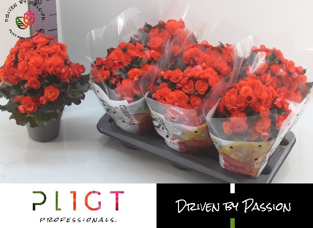<h4>BEG DU MOCCA ORANGE</h4>