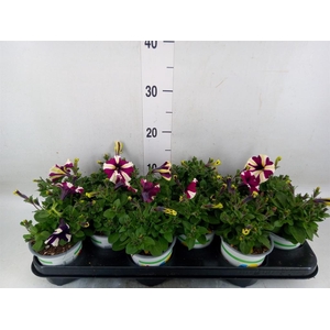 Petunia  'Sweetunia Purple Touch'