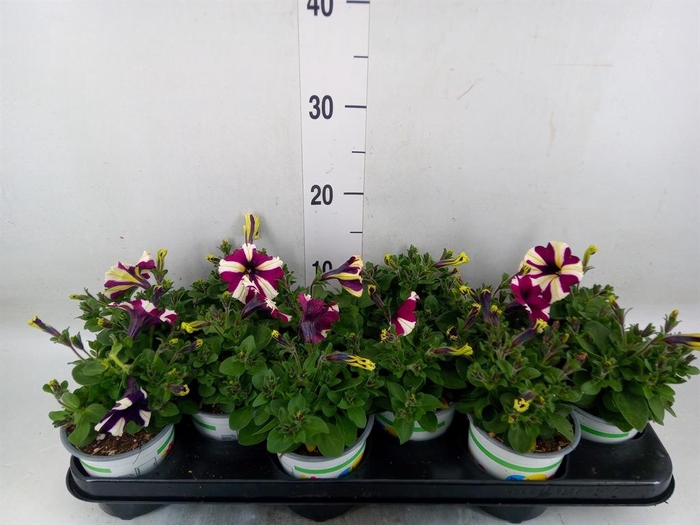 <h4>Petunia 'Sweetunia Purple Touch'</h4>