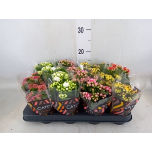 Kalanchoe blos.   ..rosebud mix  5