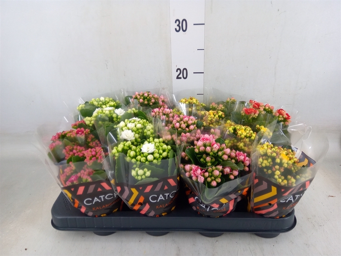 <h4>Kalanchoe blos.   ..rosebud mix  5</h4>