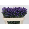 Aster Baby Parade
