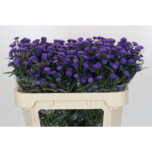 Aster Baby Parade