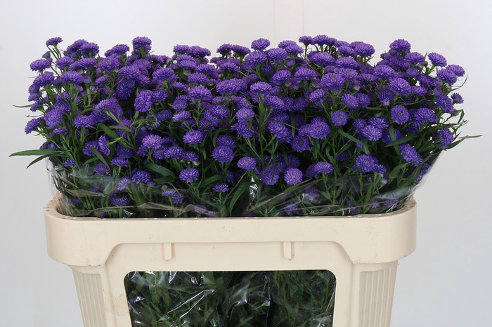 <h4>Aster Baby Parade</h4>
