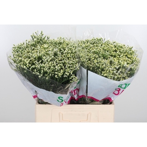 Lim Sin Sen P Colada