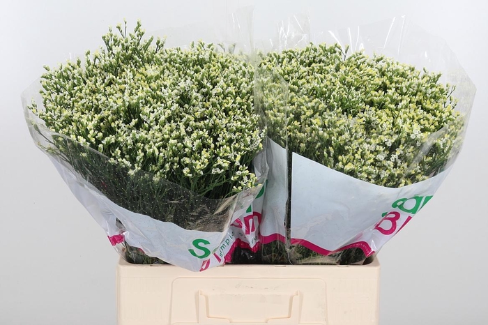 <h4>Lim Sin Sen P Colada</h4>