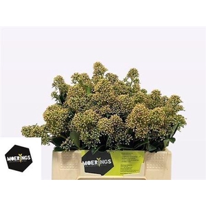 Skim J Snow White Bs